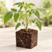 Răsad de roșii Antalya F1 în cub nutritiv 7 × 7 cm — imagine ilustrativă
