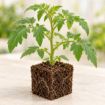 Răsad de roșii Roșia Bunicii în cub nutritiv 7 × 7 cm — imagine ilustrativă