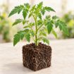 Răsad de roșii Cristal F1 în cub nutritiv 7 × 7 cm — imagine ilustrativă