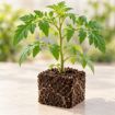 Răsad de roșii Eurasia F1 în cub nutritiv 7 × 7 cm — imagine ilustrativă