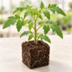 Răsad de roșii Inimă de Bou roșu în cub nutritiv 7 × 7 cm — imagine ilustrativă