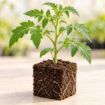 Răsad de roșii Inimă de Bou roz în cub nutritiv 7 × 7 cm — imagine ilustrativă