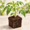 Răsad de roșii roz costate Leroxy F1 în cub nutritiv 7 × 7 cm — imagine ilustrativă