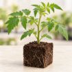 Răsad de roșii cherry Nicoleta F1 în cub nutritiv 7 × 7 cm — imagine ilustrativă