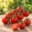 Roșii cherry Nicoleta F1 la maturitate — imagine ilustrativă