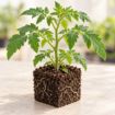 Răsad de roșii Ozkan F1 în cub nutritiv 7 × 7 cm — imagine ilustrativă