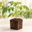 Răsad de roșii negre Sacher F1 în cub nutritiv 7 × 7 cm — imagine ilustrativă