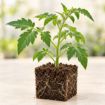 Răsad de roșii cherry Florian în cub nutritiv 7 × 7 cm — imagine ilustrativă