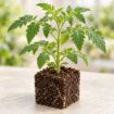 Răsad de roșii negre Florian în cub nutritiv 7 × 7 cm — imagine ilustrativă