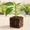 Răsad de kapia uriaș 133-414 F1 în cub nutritiv 7 × 7 cm — imagine ilustrativă