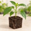 Răsad de ardei gras Aktor F1 în cub nutritiv 7 × 7 cm — imagine ilustrativă