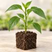 Răsad de kapia Kaptur F1 în cub nutritiv 7 × 7 cm — imagine ilustrativă