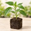 Răsad de ardei lung Napoca F1 în cub nutritiv 7 × 7 cm — imagine ilustrativă