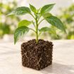 Răsad de gogoșar Bihar F1 în cub nutritiv 7 × 7 cm — imagine ilustrativă