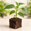 Răsad de gogoșar Traian în cub nutritiv 7 × 7 cm — imagine ilustrativă