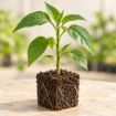 Răsad de ardei gras Cecilia F1 în cub nutritiv 7 × 7 cm — imagine ilustrativă