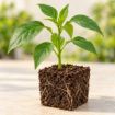 Răsad de ardei gras Guray F1 în cub nutritiv 7 × 7 cm — imagine ilustrativă