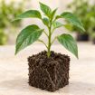 Răsad de ardei iute Pintea în cub nutritiv 7 × 7 cm — imagine ilustrativă