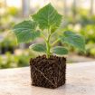 Răsad de castraveți Capricorn F1 în cub nutritiv 7 × 7 cm — imagine ilustrativă