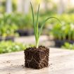 Răsad de ceapă verde Savel F1 în cub nutritiv 7 × 7 cm — imagine ilustrativă
