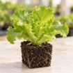 Răsad de salată creață Fiyonk F1 în cub nutritiv 7 × 7 cm — imagine ilustrativă