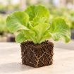 Răsad de salată Shangore F1 în cub nutritiv 7 × 7 cm — imagine ilustrativă