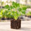 Răsad de țelină Prinz F1 în cub nutritiv 7 × 7 cm — imagine ilustrativă