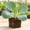 Răsad de varză Beverly Hills F1 în cub nutritiv 7 × 7 cm — imagine ilustrativă