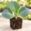 Răsad de varză Caruso F1 în cub nutritiv 7 × 7 cm — imagine ilustrativă