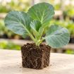 Răsad de varză Jetma F1 în cub nutritiv 7 × 7 cm — imagine ilustrativă