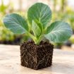 Răsad de varză Supreme Queen F1 în cub nutritiv 7 × 7 cm — imagine ilustrativă