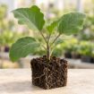 Răsad de vinete Aragon F1 în cub nutritiv 7 × 7 cm — imagine ilustrativă